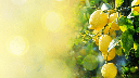 Miel de Fleurs de Citronnier (Bio)