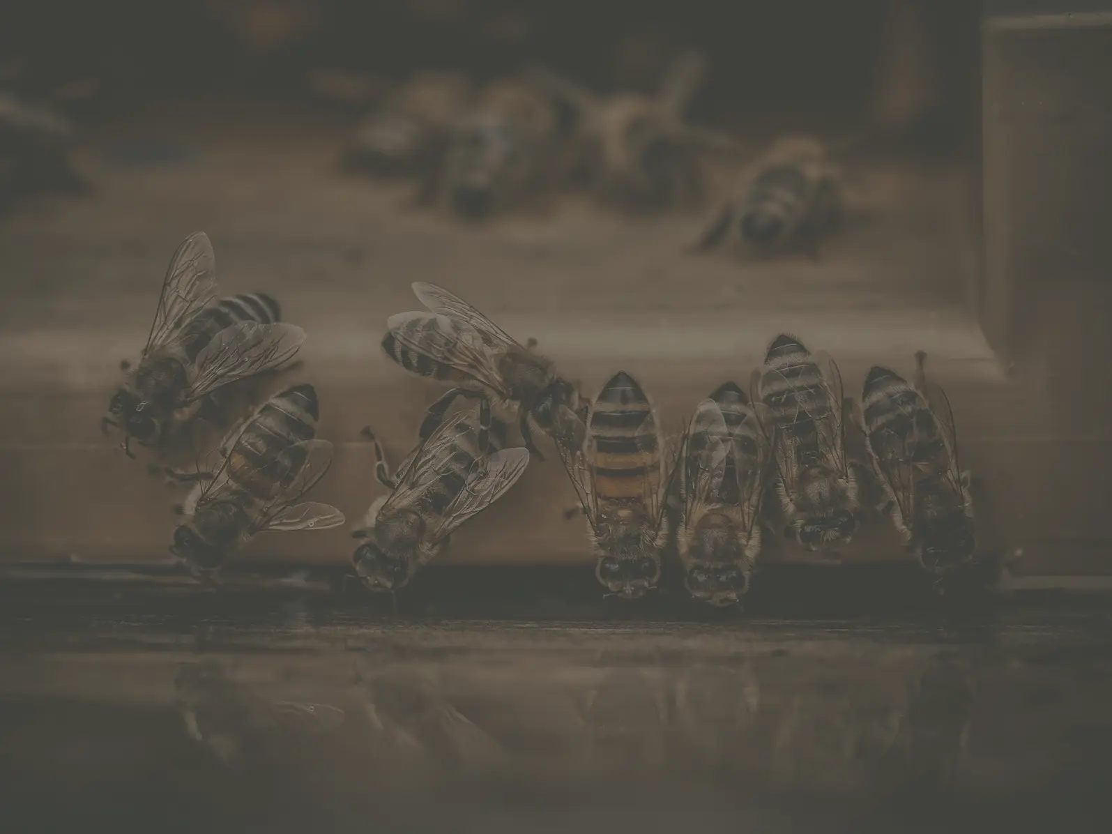 Abeilles