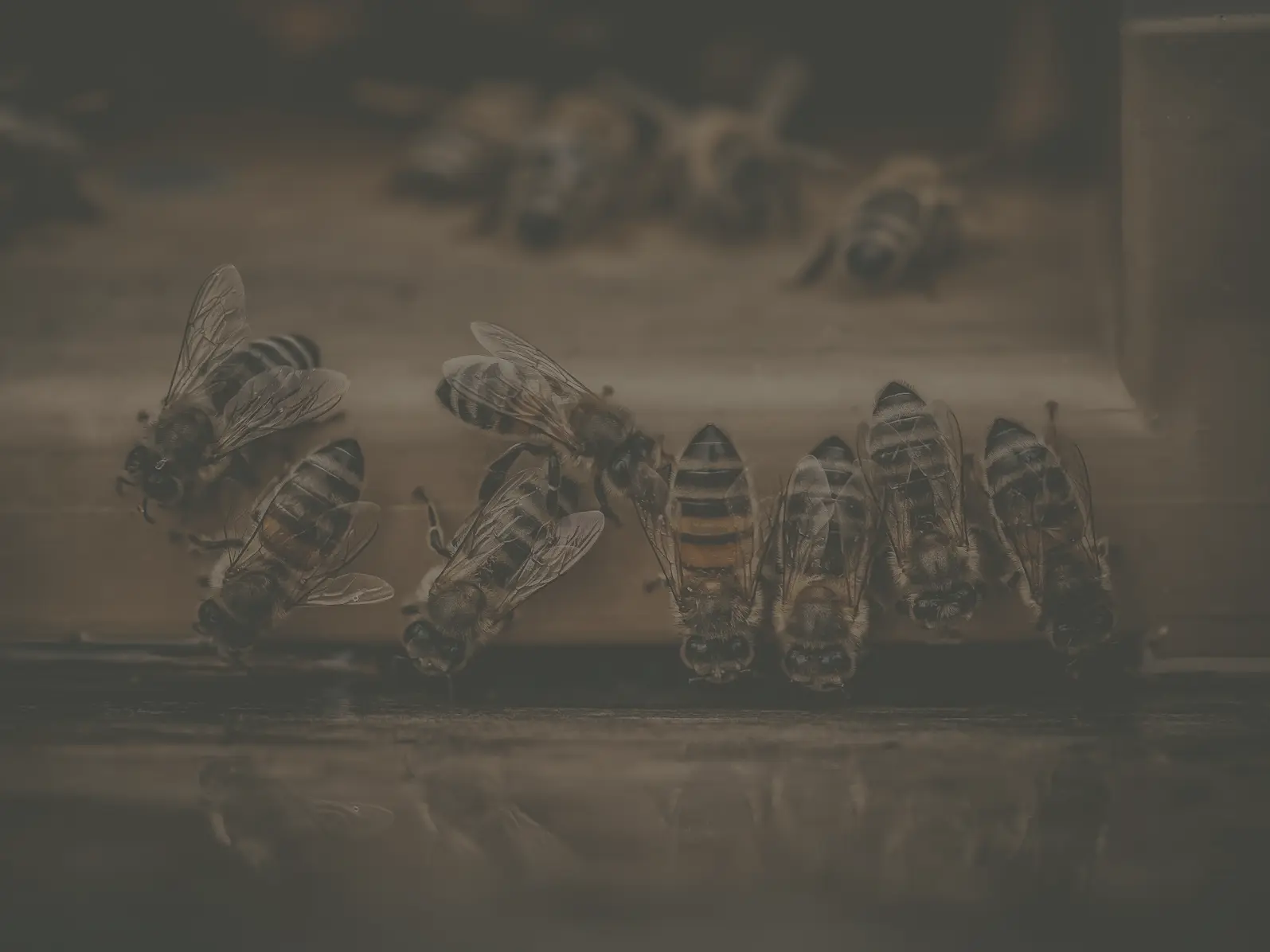Abeilles