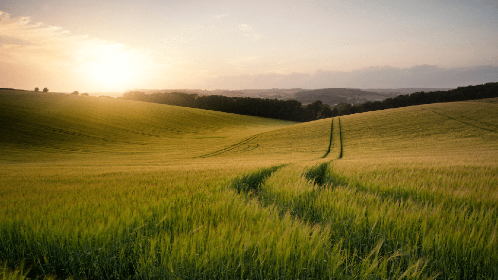Miel Toutes Fleurs (Bio)