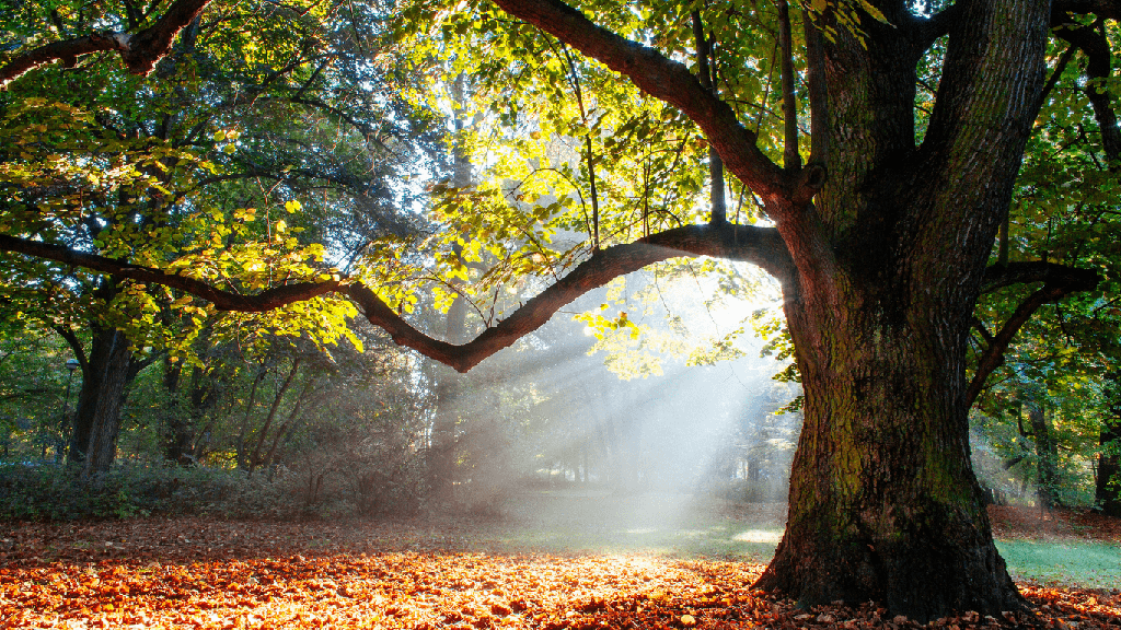 Miel de Chêne (Bio)