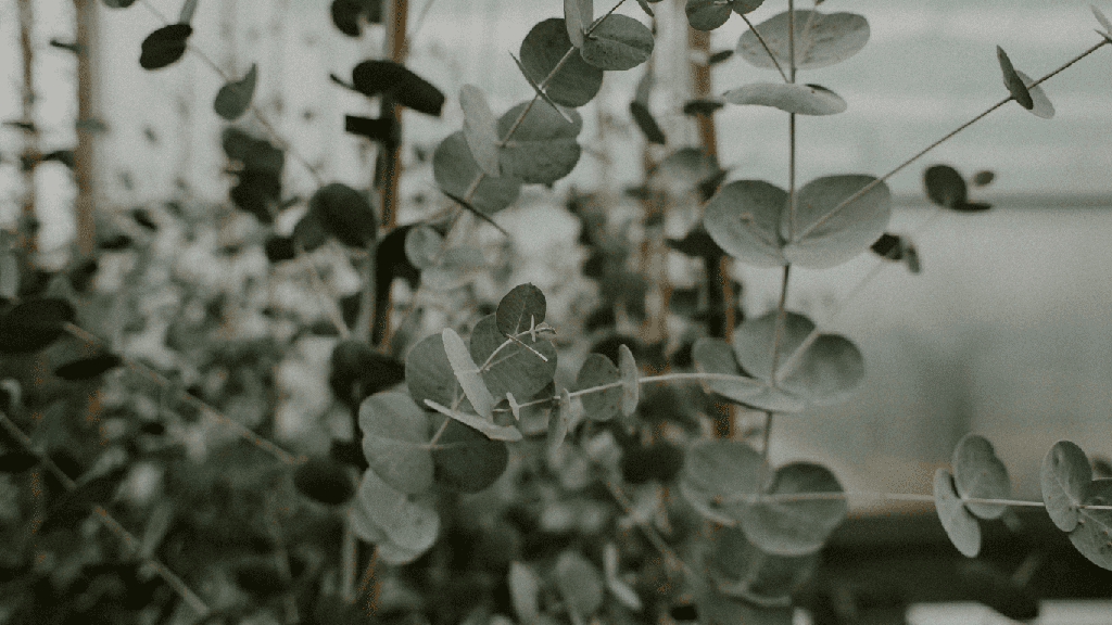 Miel de Fleurs d'Eucalyptus (Bio)