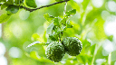 Miel de Fleurs de Bergamote (Bio)