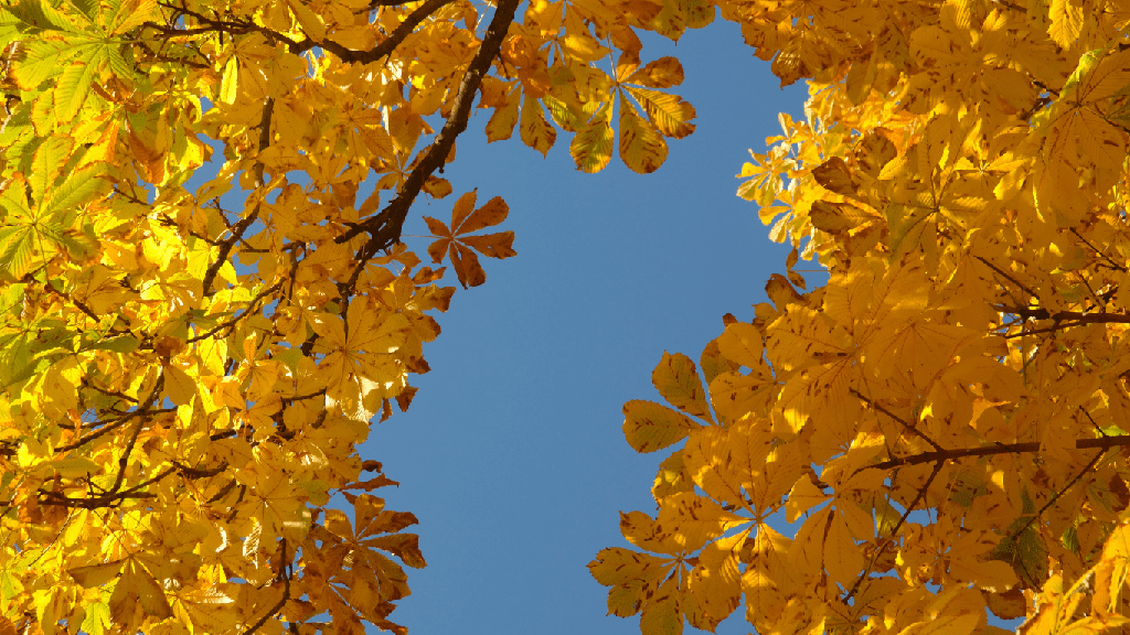 Miel de Fleurs de Châtaignier (Bio)