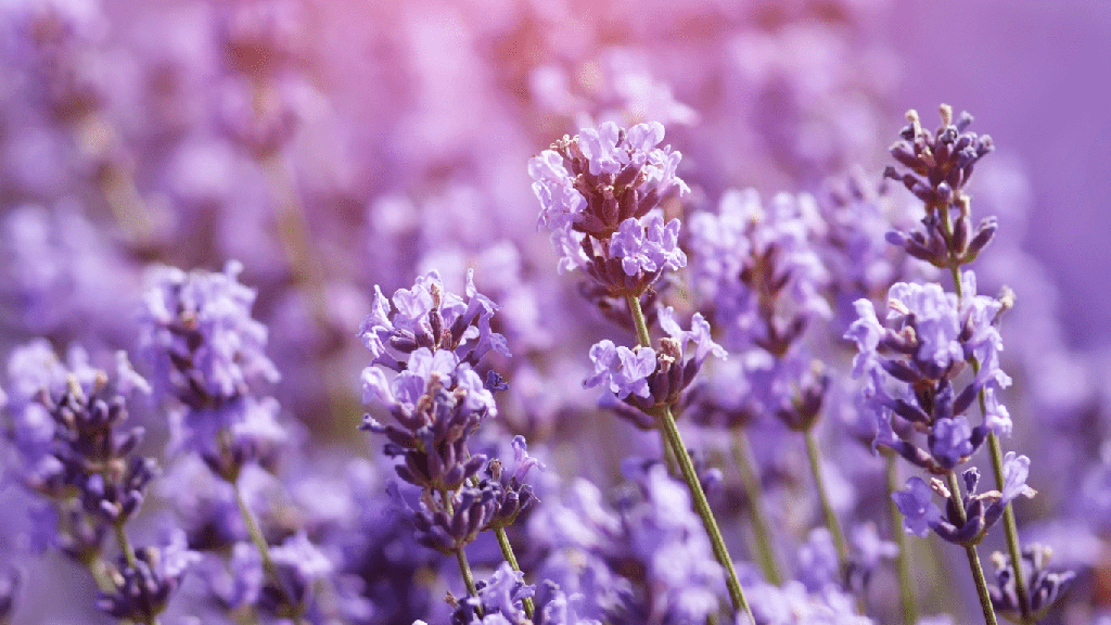 Miel de Fleurs de Lavande (Bio)