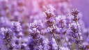 Miel de Fleurs de Lavande (Bio)