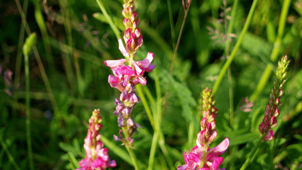 Miel de Fleurs de Sainfoin (Bio)