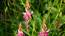 Miel de Fleurs de Sainfoin (Bio)