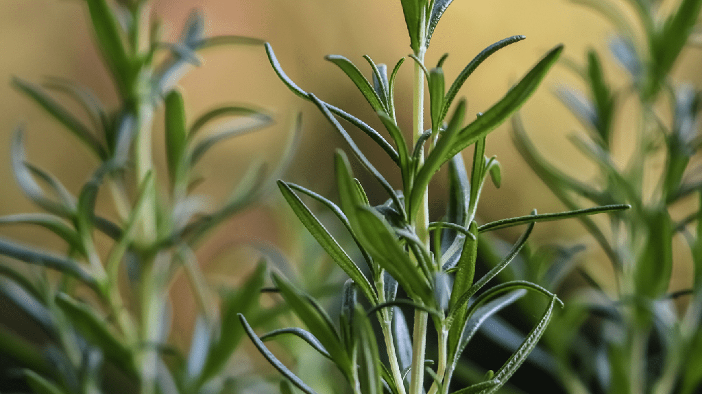 Miel de Fleurs de Thym (Bio)