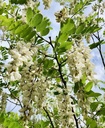 Miel de fleurs d'acacia (bio) - 250 G